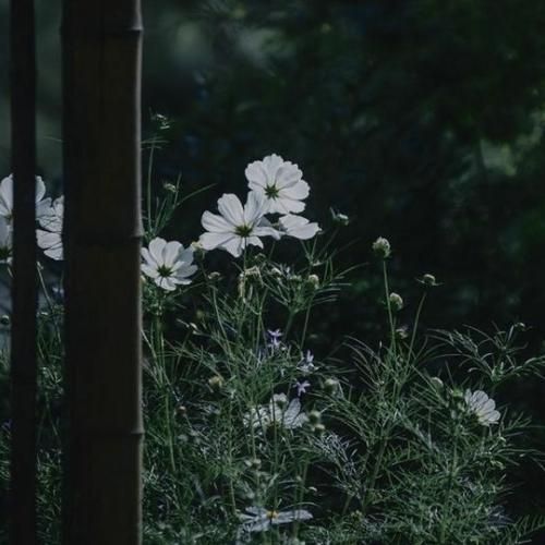  میخوام به دورت امشب پروانه وار بگردم به این امید که