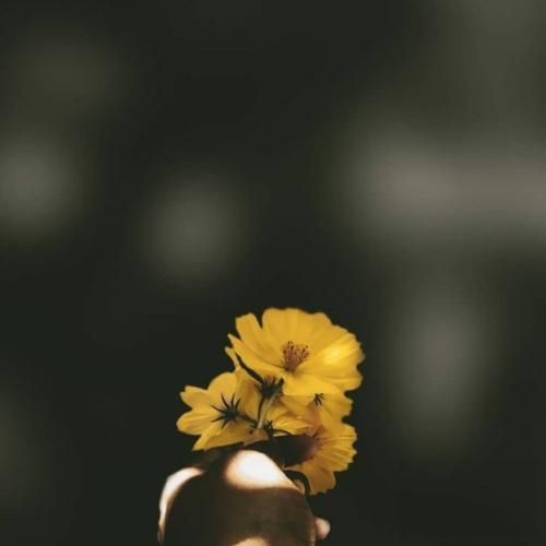  صداع جنتی صداع جنتی دوخته