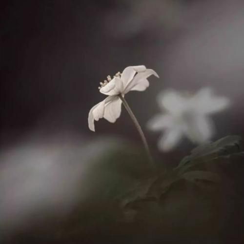  چشای رنگیش با همه فرق داشت با صدای دختر