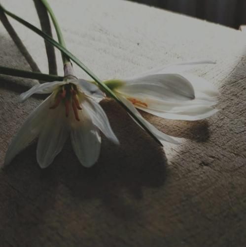 میگم تموم شاعرا برای تو غزل بگن