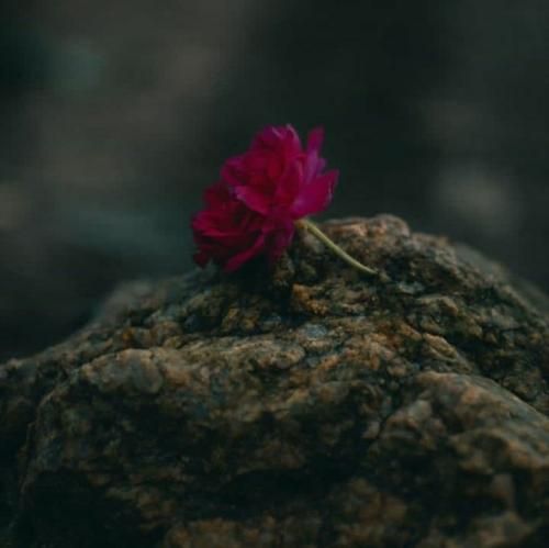  دخترم بزرگ شدی مراقب این گرگ ها باش دختر قوی باید وایسته