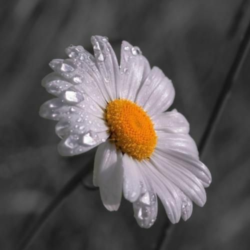 من از دستت ندادم فقط یه مرحله میرم بالاتر