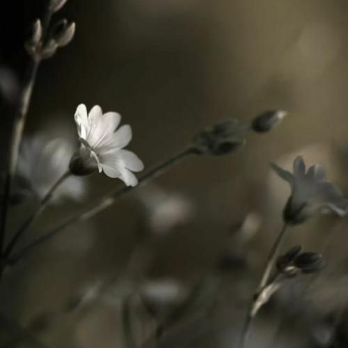 Rafat Hasanli Kisa Mesafe