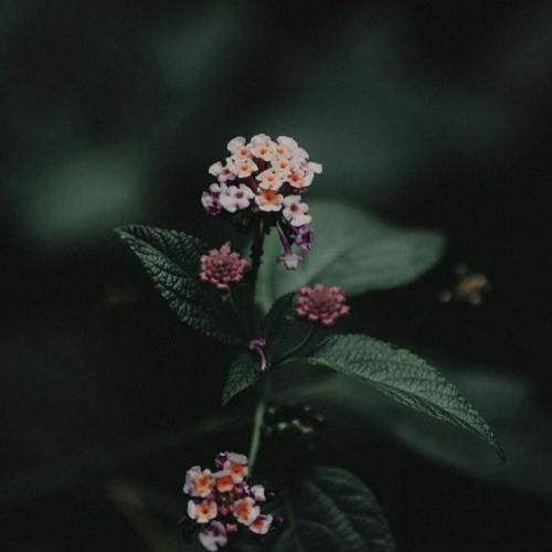 من مردم یک سرزمین هستم به قدمت تولد انسان