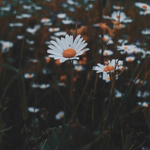 میکشم دور خودم یه دیوار چین صد دادم به اونی که