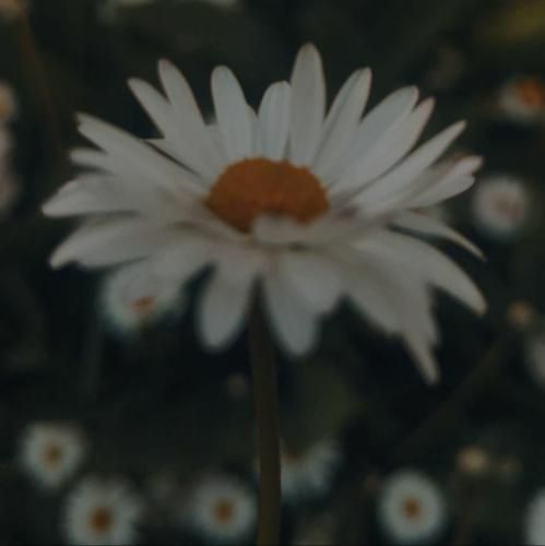 توی مروارید اشکات خودم و چه ساده دیدم گل عشق و از نگاهت با صدای عقیلی