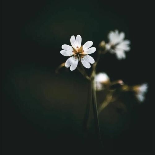 من از تمام دنیا شبی بریدم تورا که دیدم میان چشم