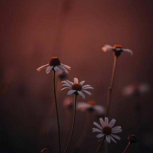  خارجی گارا گارا گا ترند اینستایی