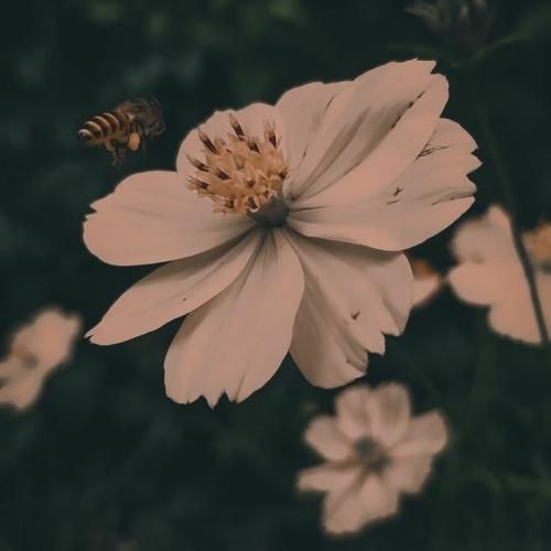 ای گل رویایی ای مظهر زیبایی با صدای عقیلی