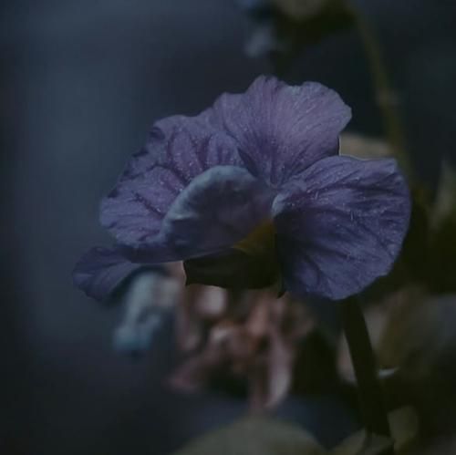 ترکی رمان اولور یازسام سنی