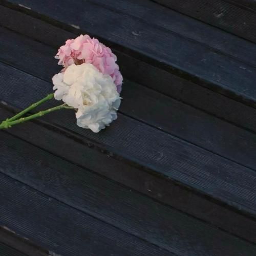 Jony ты меня пленила