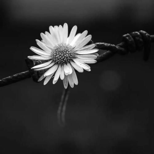 قلبمو دزدید نصفشو ولی هنوز بود تو فکر اکسشو