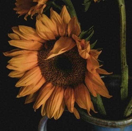 دارک ریمیکس تلخ