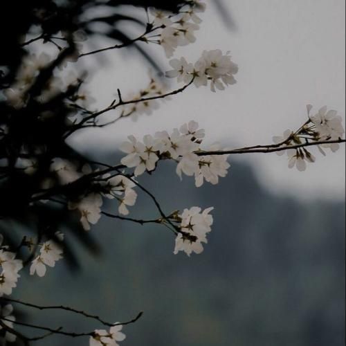  عاشقم سی تیل کال یار سر عشقت وابیوم بیمار تو