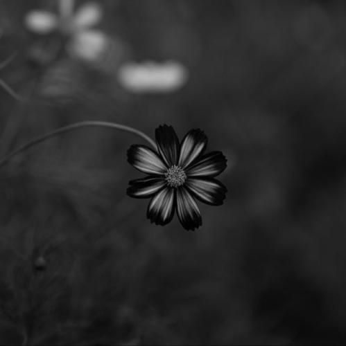  خارجی تو صداش میکنی استفنی من صداش میکنم هدفنی