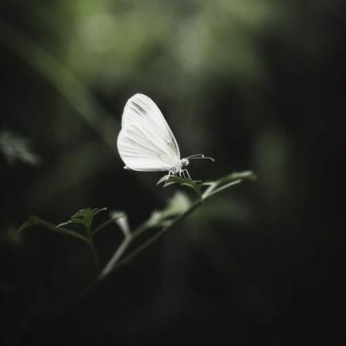 پسر دخترا مگه جردن چی داره میگن