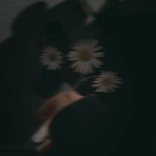 سایه بختک سگ مرگ