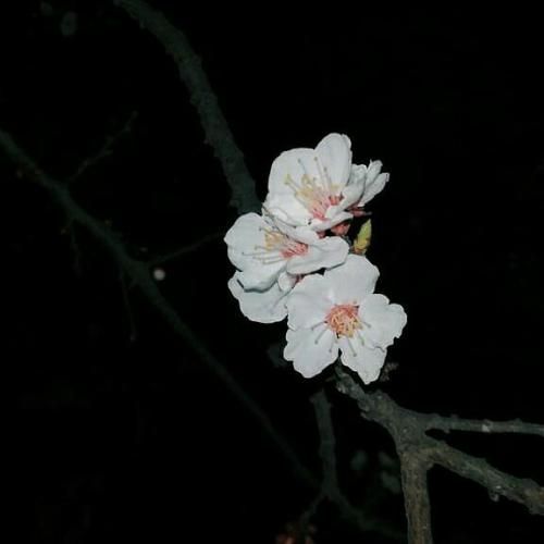 با تو بند یا تو ساحل با تو زیر نور ماه کامل