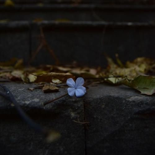  میگن این دخیه به چه اسمیه میگه دنسره