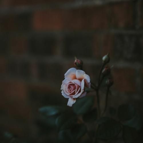  همه زخمای روی قلبم یادگاری از تو مونده