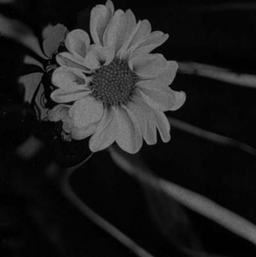 جون به لب هام رسیده تا به کی در به دری کرده غربت رو تنم