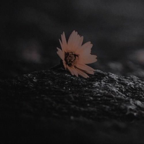 شب کنسرت من کلی ذوق و شوق دارم