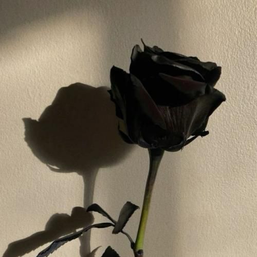 ساجا بویز یور ایدول