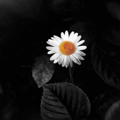 یادته گفتی سهممون از زندگی جدا جداست حرف تو رو چشم منه