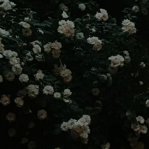 حادیثه فئرتنام