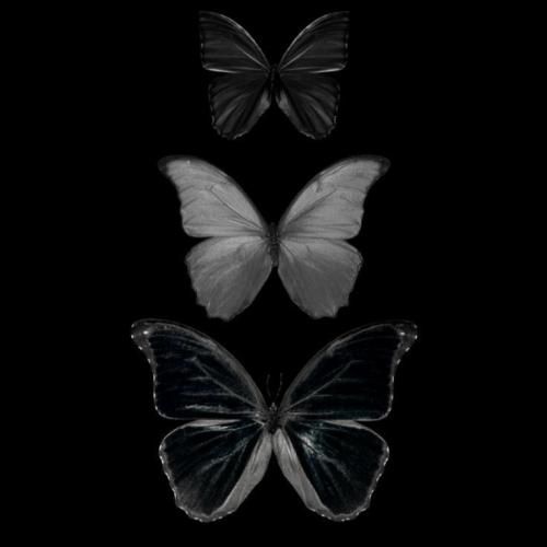 همه شعرام برا تو غم فردات برا من بال پرواز برا تو همه ترسات برا من