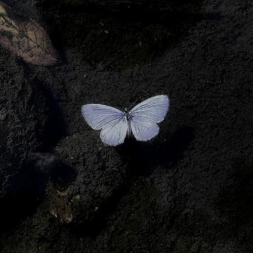 بگم از بی کسیام غم و غصه من تیام