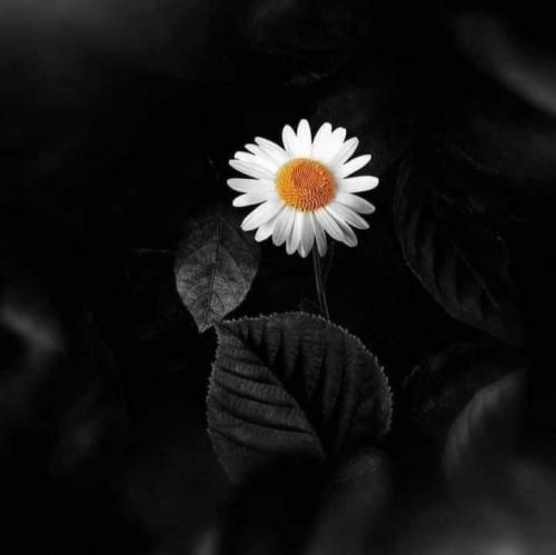 فاطمه عطایی وطن