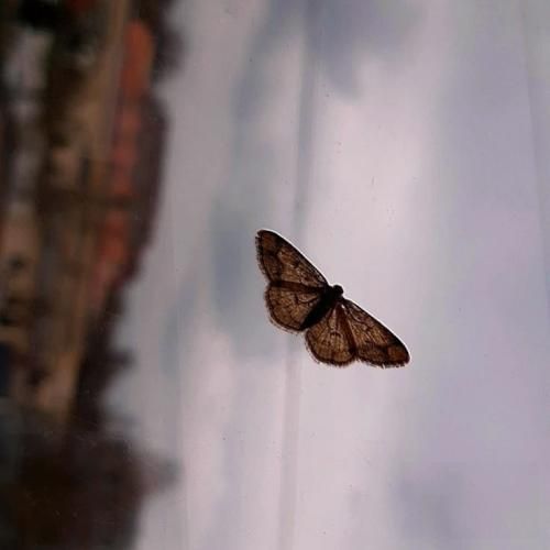 منو نمیشه کشت منمو راه منمو مقصد منمو باد