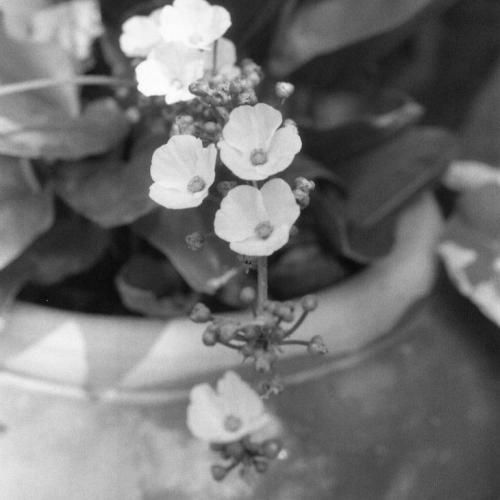 برنامه امشب دبی آره فردا لندن