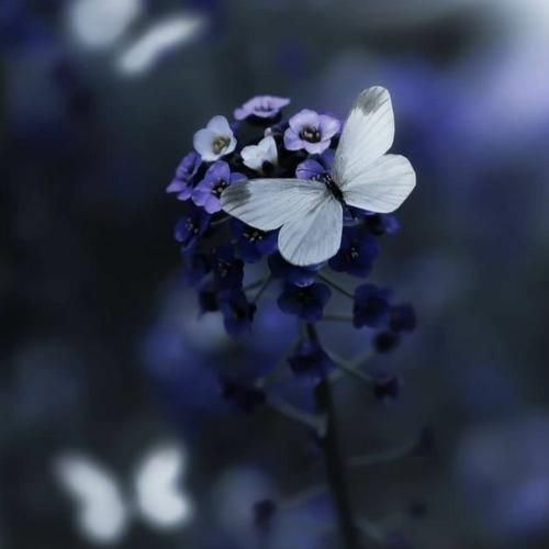 نیست دیگه عین خیالم هر شب انگار عیده بیداره