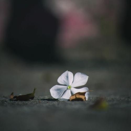  صبح فردا میرسه شادی بکن خنده تو میدون آزادی