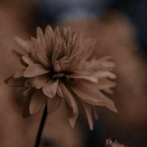  به اسم کارناوال دیگه هنرمند فقط یک ارائه کننده نیست