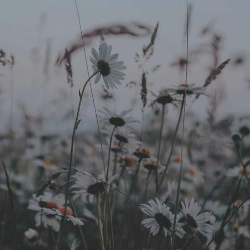 این آدما سنگم کردن این آدما