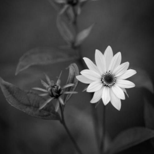 کاش میشد عقربه ساعت میکرد از حرف تو اطاعت