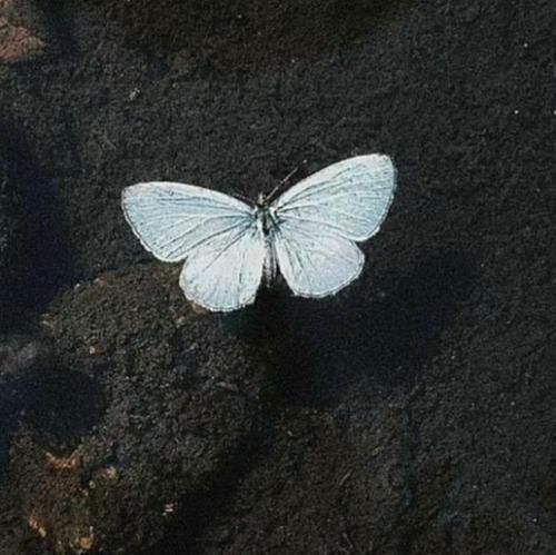  آره تو عاشق بازی با منی و من متنفرم از بردن تو