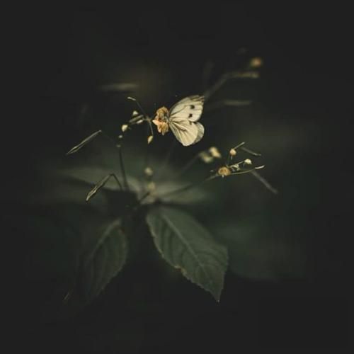  مامان دیدی چجوری این دلمو تقصیر خودمه