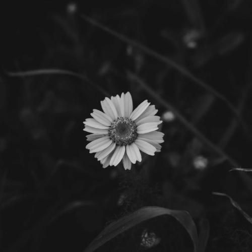   تو هم میری منو نمیبینی میشی یکی از اون آدمای