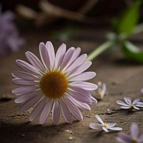 میخوایی به کی دل سیاهتو بدی رنگ کنه