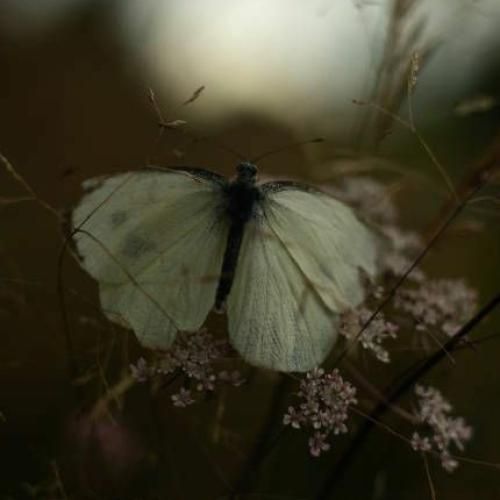 چگ شاید تو دنیای موازی رسیده باشیم به هم دیگه