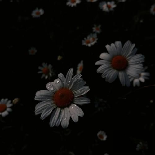 فاطمه عطایی عشق خوش آرایش