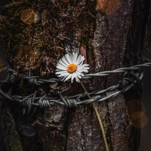  شینقلی نانای نانای