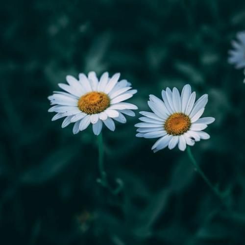  یالا بیا پیشم یالا این دل من تنگه برای تو