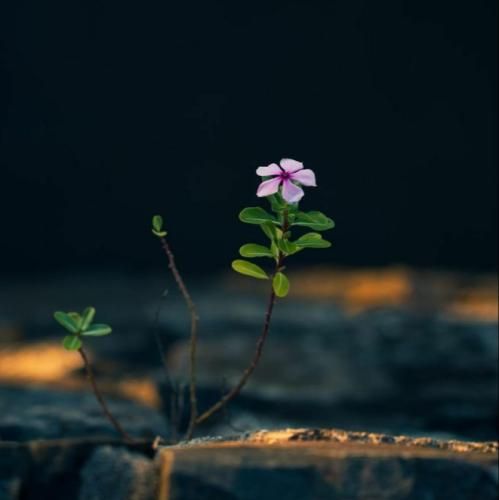  همه جنگی دعوایی شرارتی