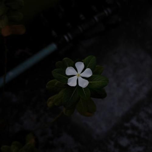  خارجی من با یک زامبی قدم زدم