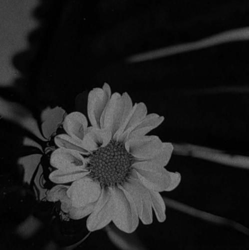  سر میبریم با پنبه هم خیابون هم تو آهنگه مثل یه خلافکار